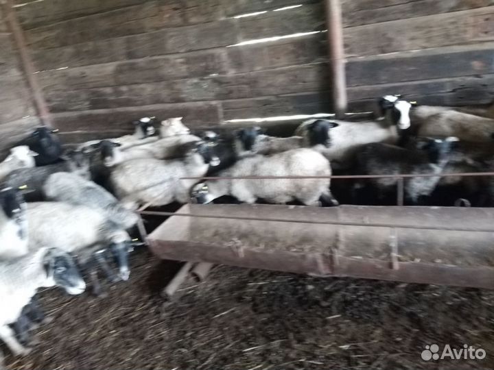 Романовские овцы