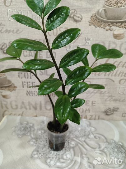 Замиокулькас