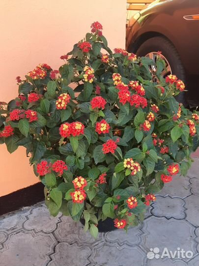 Лантана.Бальзамин