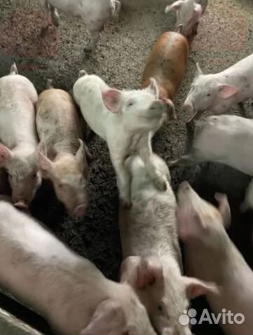 Свинина домашняя.Четверть.Убой завтра