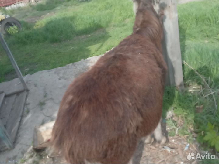 Продам осла