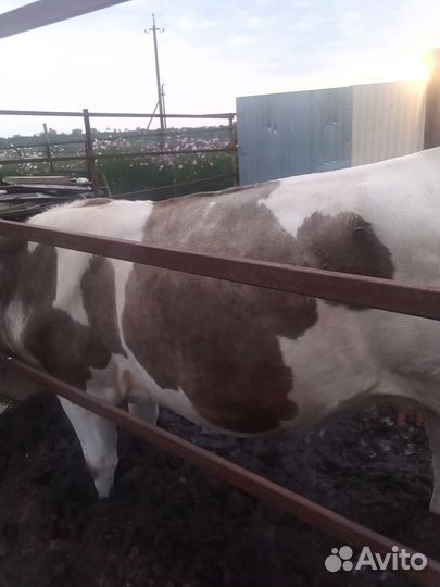 Продам телку 2года