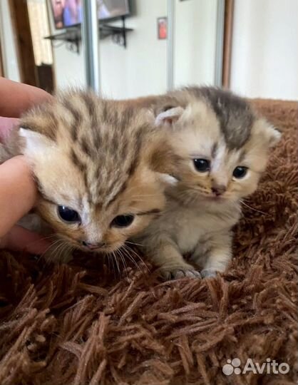 Шотландские золотые шиншиллы котята
