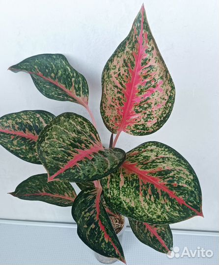 Aglaonema