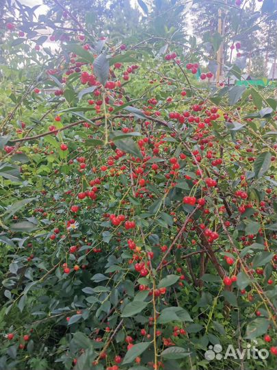 Саженцы малины, черешни, чёрной смородины, ирги