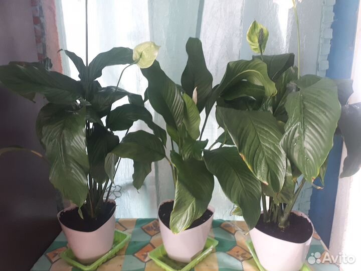 Спатифиллум и фиалки