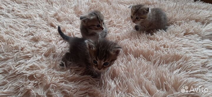 Котята