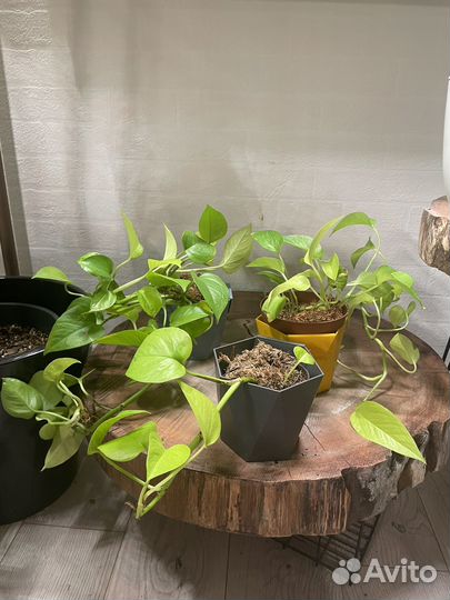 Эпипремнум неон