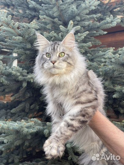 Мейн-кун кот
