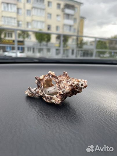 Ракушка морская большая