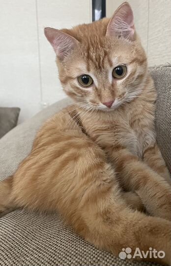 Рыжий котенок мальчик