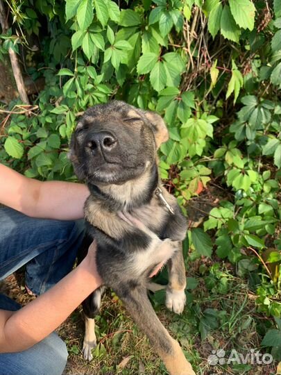 Щенуля в добрые руки