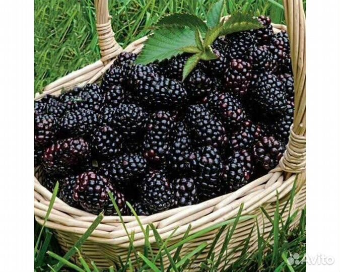 Ежевика бесшипая