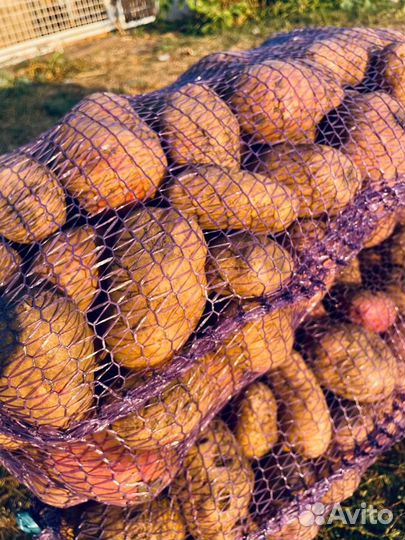 Продажа картофеля