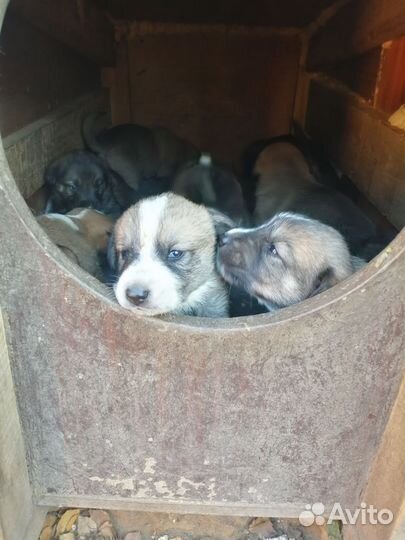 Щенки