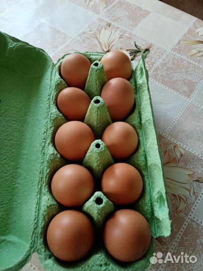 Домашние куриные яйца