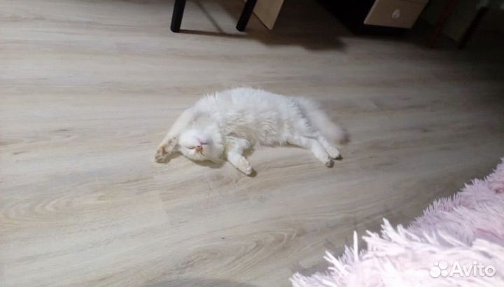 Кошка бесплатно