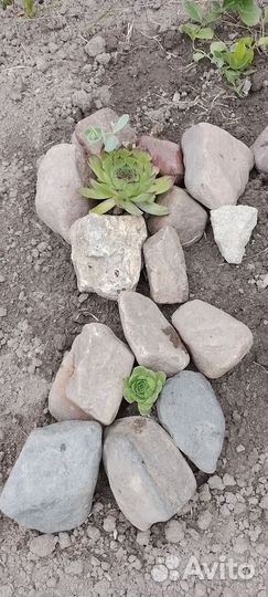 Многолетние цветы