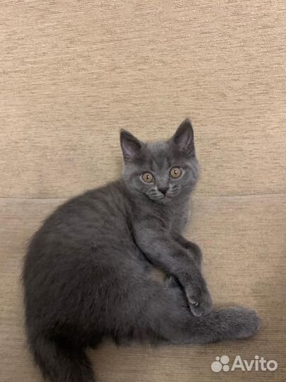 Британская