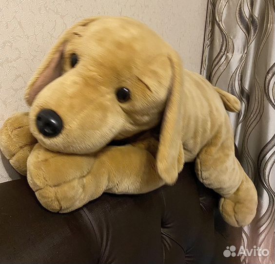 Собака лабрадор