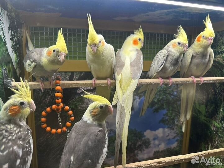 Попугай корелла