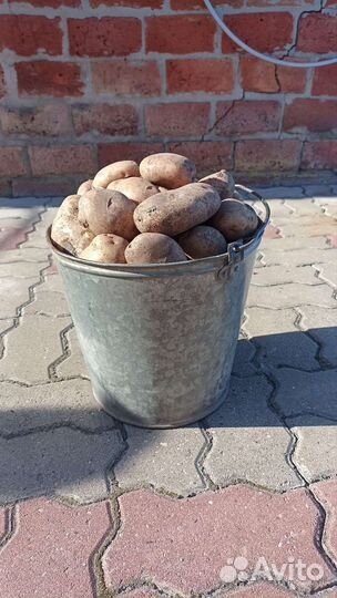 Картофель домашний
