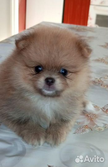 Щенки шпица