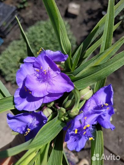 Многолетники для сада цветы