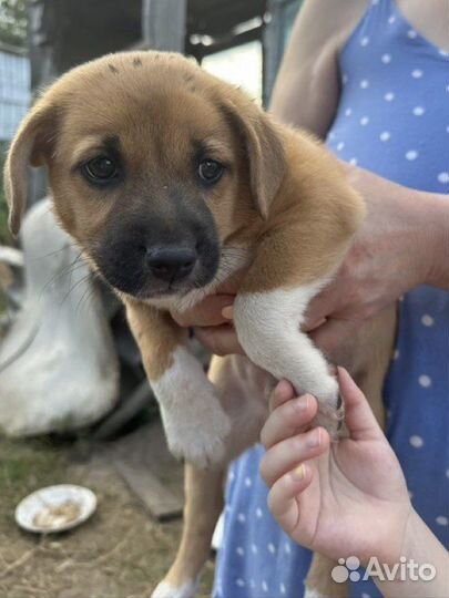 Щеночки в добрые руки