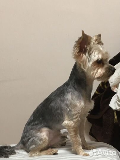 Йоркширский терьер