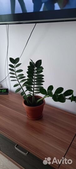 Замиокулькас-Долларовое дерево