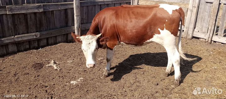 Корова телка