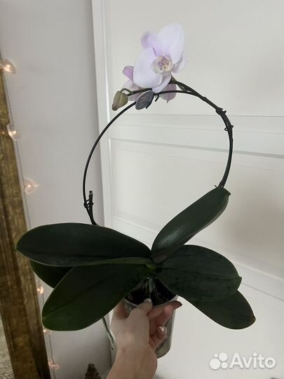 Орхидея, каскадная, цветет, в наличии