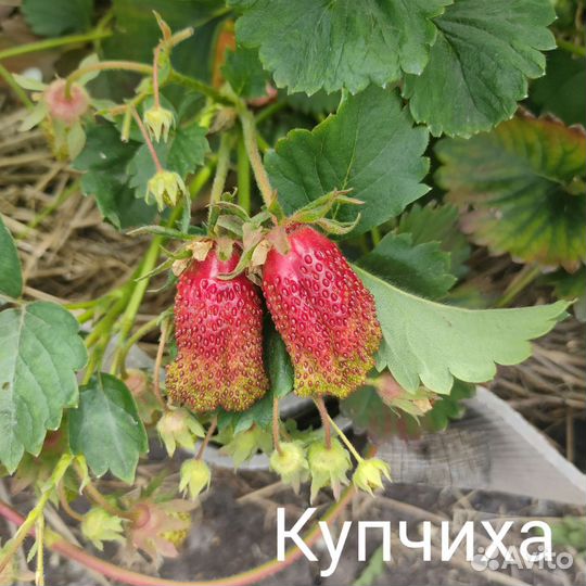 Рассада земклуники Купчиха