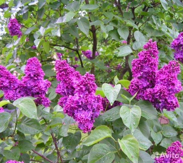 Сирень Анна Шиач