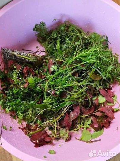 Прополка аквариумных растений