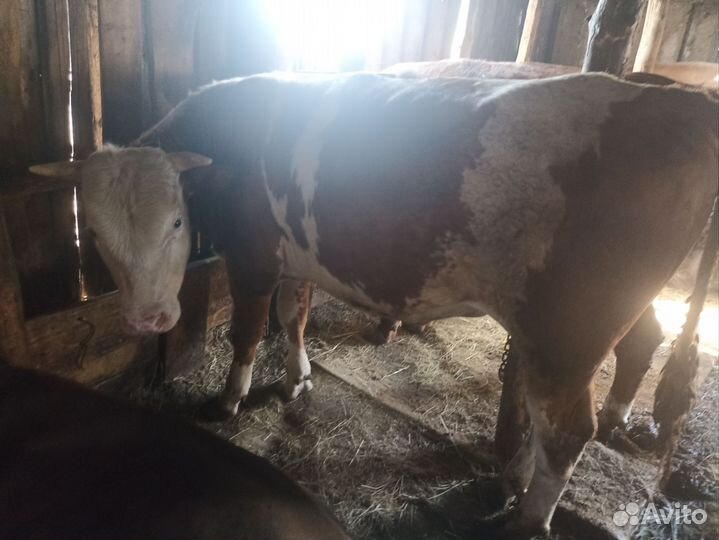 Быки на мясо