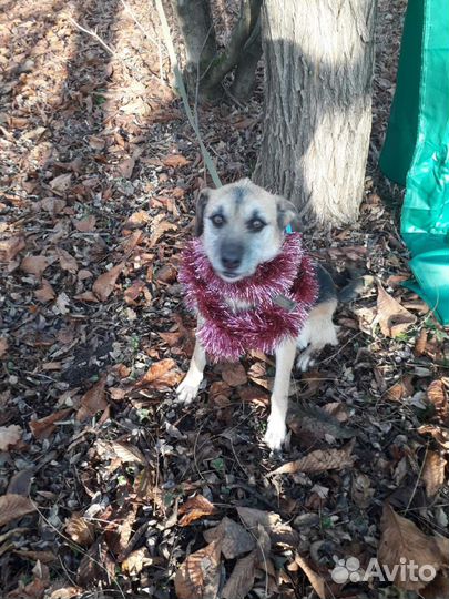 Собака в добрые руки отдам бесплатно