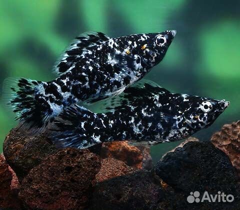 Аквариумные рыбки(молинезии)