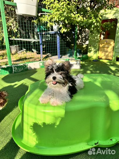 Бивер мальчик