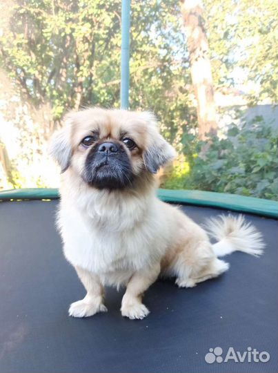 Вязка пекинес