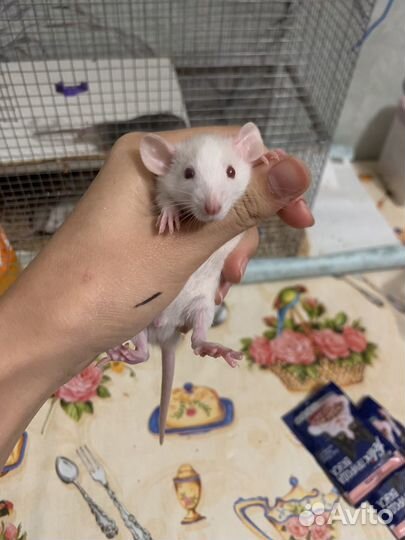 Крыса дамбо