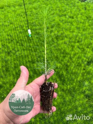 Сеянцы зкс Сосна окс Ель Лиственница Горная