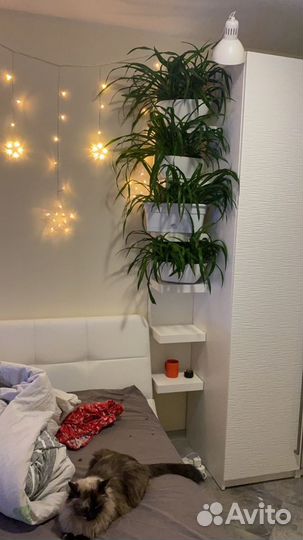 Хлорофитум