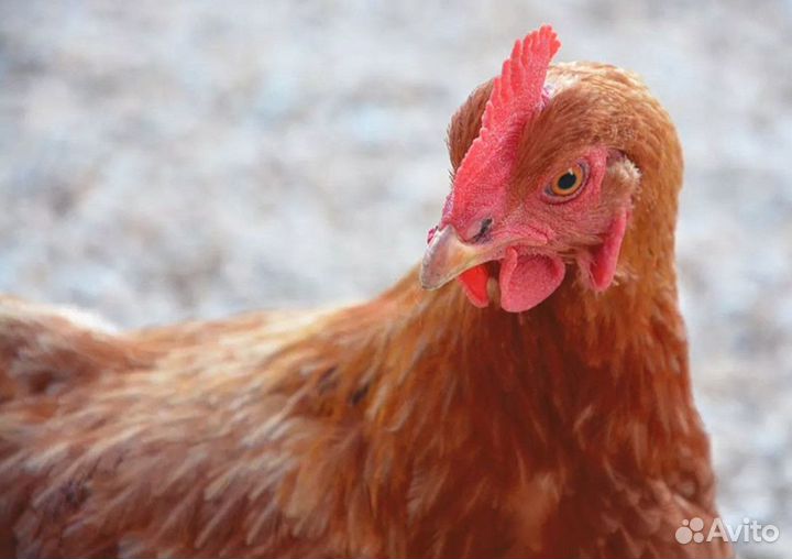Куры молодые несушки