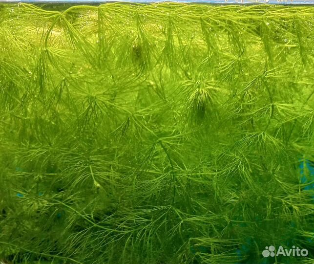 Роголистник в аквариум