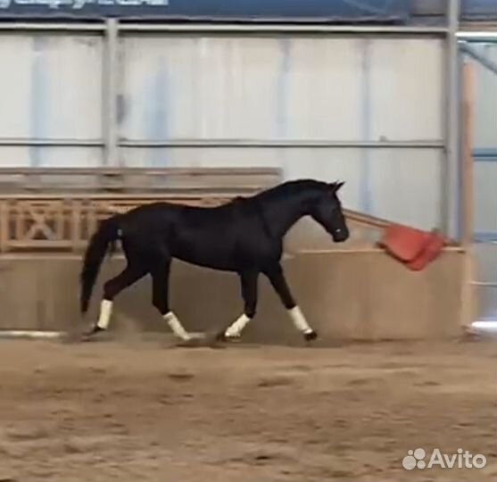 Ганноверский жеребец