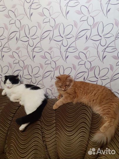 Передержка животных