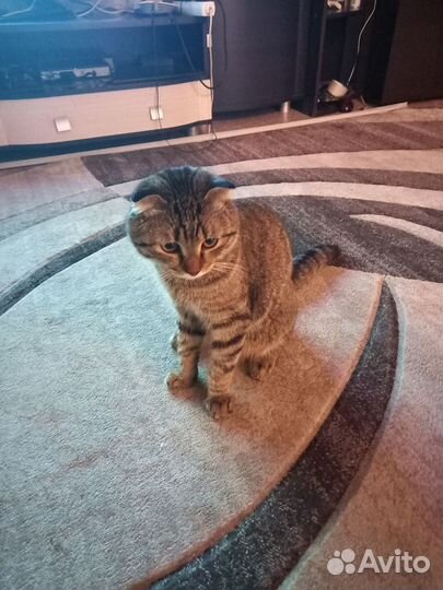 Домашние животные бесплатно кошки