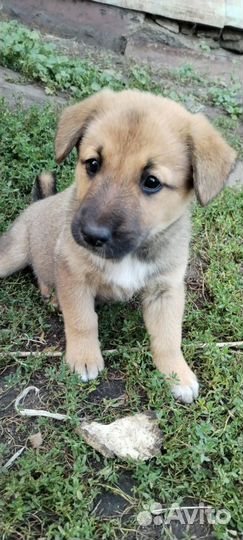 Собака в добрые руки отдам бесплатно